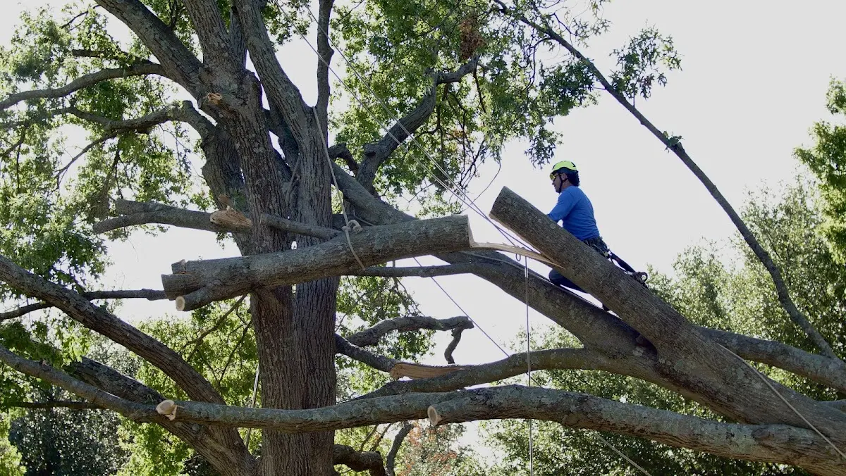 Professional Hazardous Tree Removal performed by certified arborists in Morganville